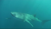 First views of a whaleshark with attendant remoras